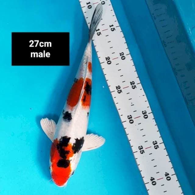 Heisei nishiki jos 27cm male