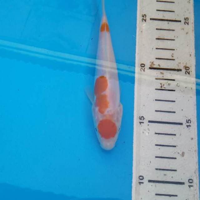 Kohaku doitsu F1