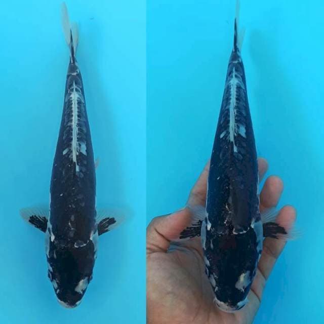Kikokuryu demit 26cm