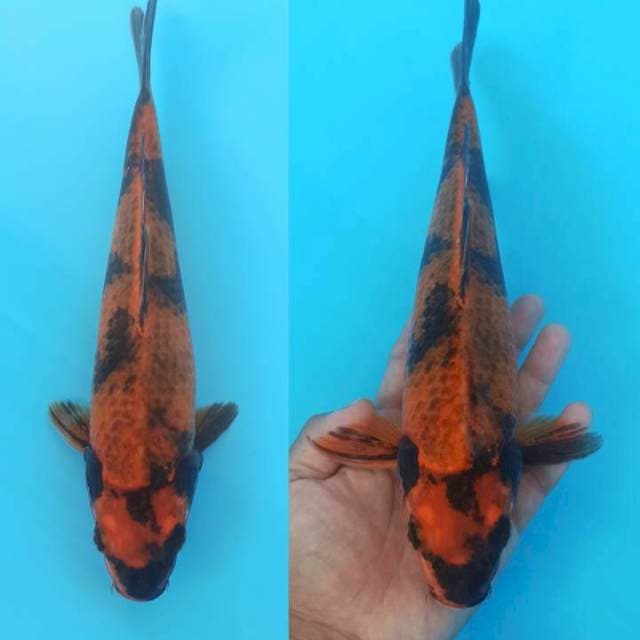 Limited edtn kage hi utsuri 28+cm