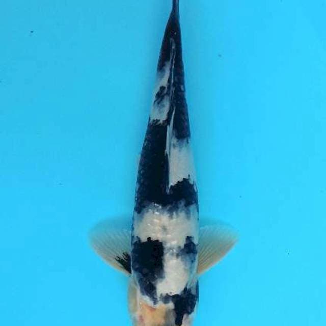 Shiro utsuri belang pekat 31cm
