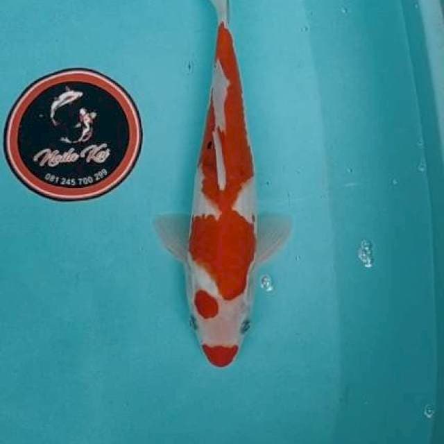 Sanke 32 cm. Ori Blitar
