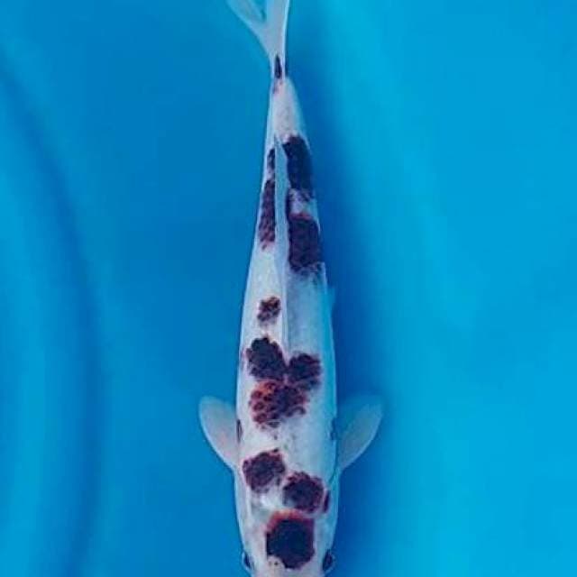 Goromo 31cm jantan