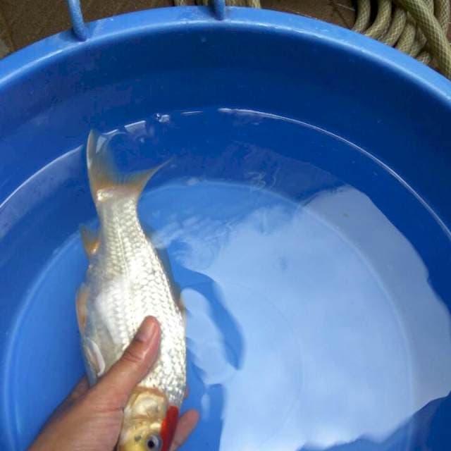 Tancho Male ORI MUNUK 27CM
