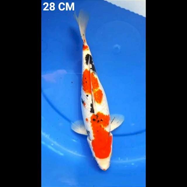 SANKE GINDRIN 28CM
