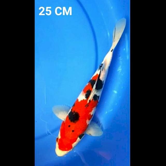 SANKE GINDRIN 25CM