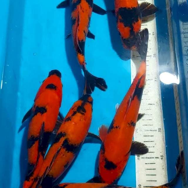 HI UTSURI STRONG QUALITY 27-31 CM