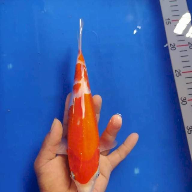 Kohaku