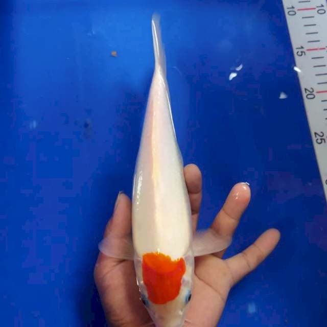 Thanco kohaku