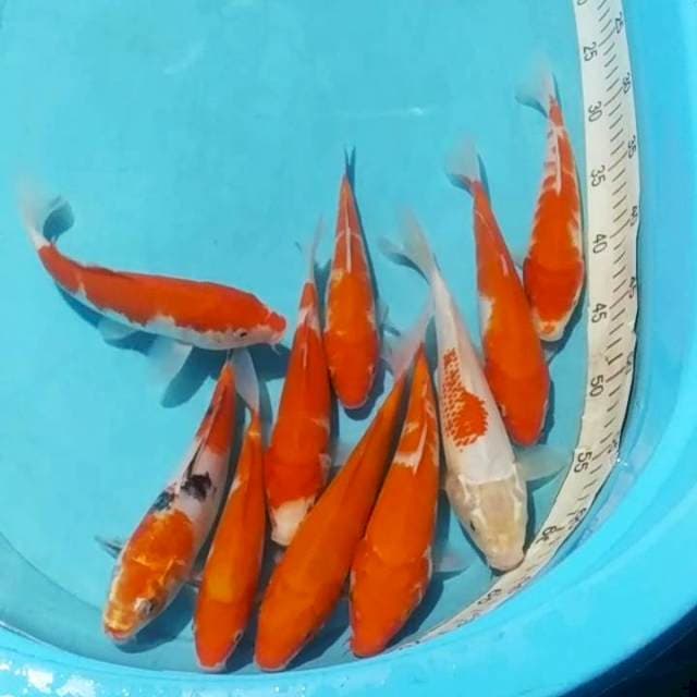 *pkt kohaku 10ekr 20_25cm