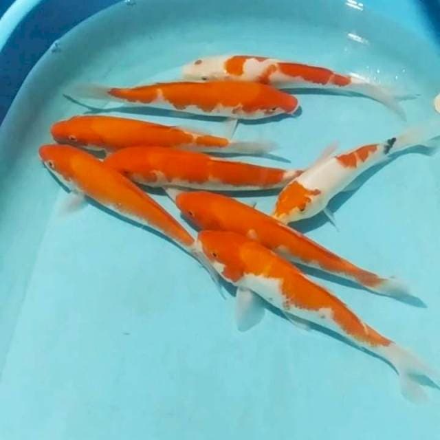 *pkt kohaku 8ekr 24_25cm