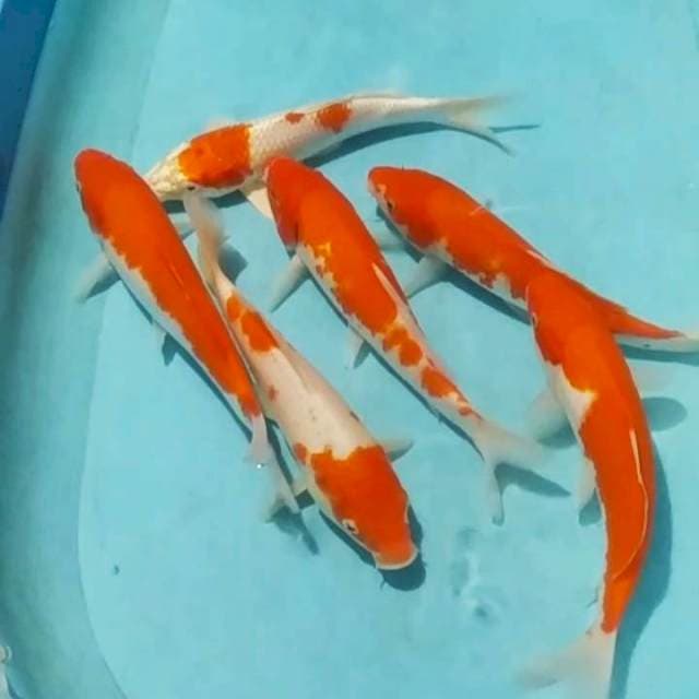 *pkt kohaku 6ekr 25_27cm