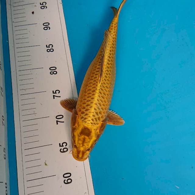 MUKASHI 33 cm