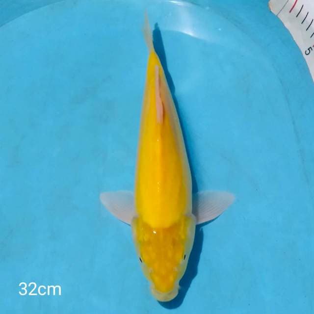 _karashi mm 32cm