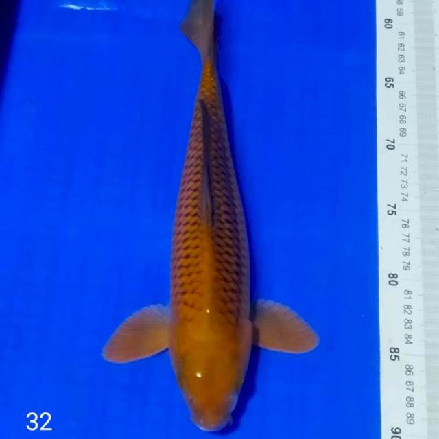 _chagoi tembaga 32cm