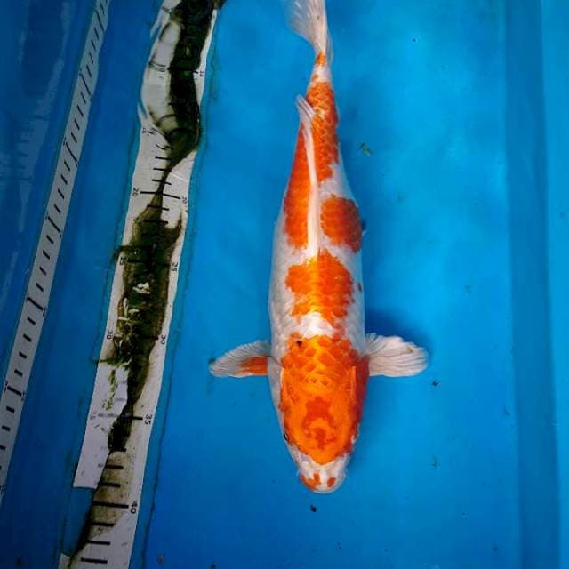 Orenji HARIWAKE 33 cm