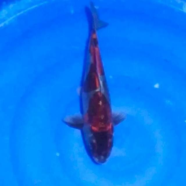 _kikokuryu 33cm