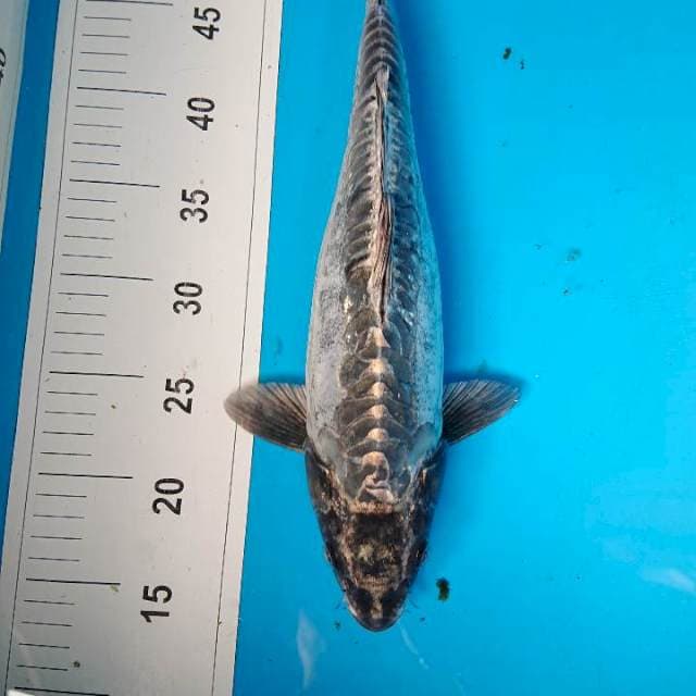 KIKOKURYU 37 cm
