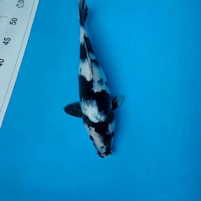 SHIRO 31 cm