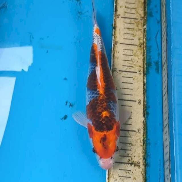 Goshiki 28cm