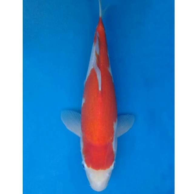 Omoyo Kohaku Import non serti