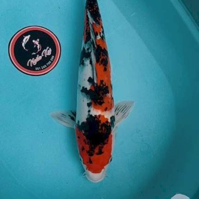 Sanke 45 cm Male Blitar