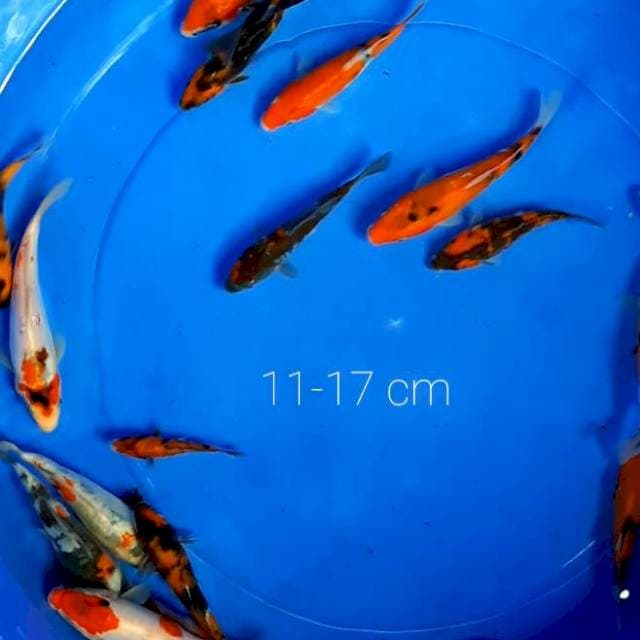 Paket 20 ekor Doitsu 11-17 cm