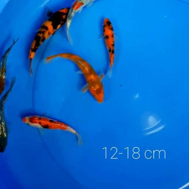 Paket 5 ekor Doitsu 12-18 cm