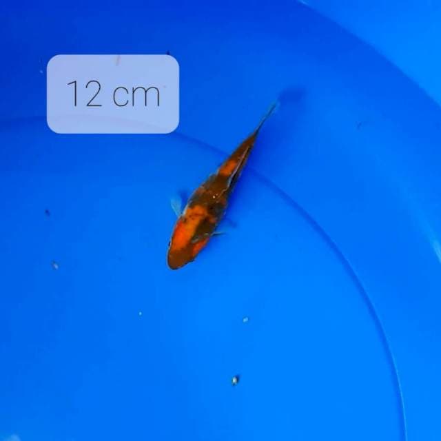 Doitsu cebol 12 cm