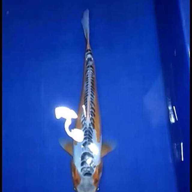 SHOW QUALITY HANA SHUSUI KUCIBENI 32cm