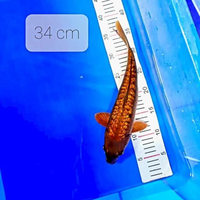 Caghoi tembaga 34 cm
