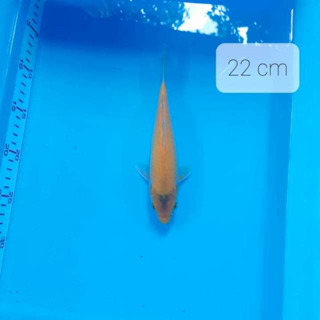 Karasi 22 cm
