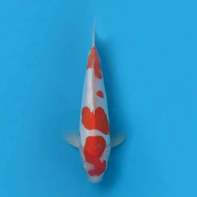 Kohaku 33cm