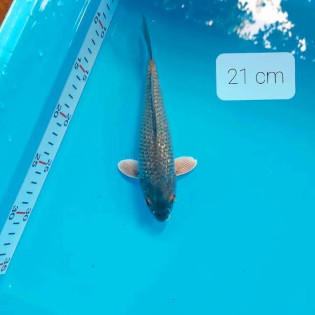 Soragoi 21 cm