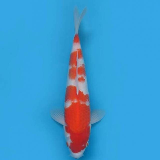 Kohaku 40 cm