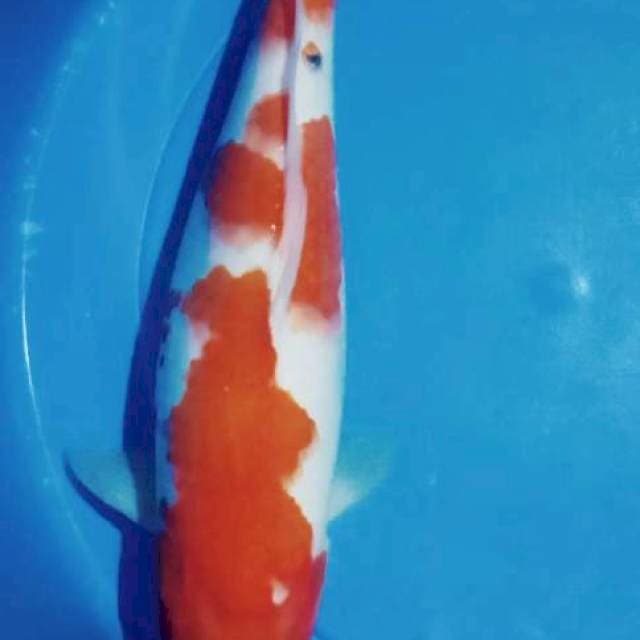 Kohaku