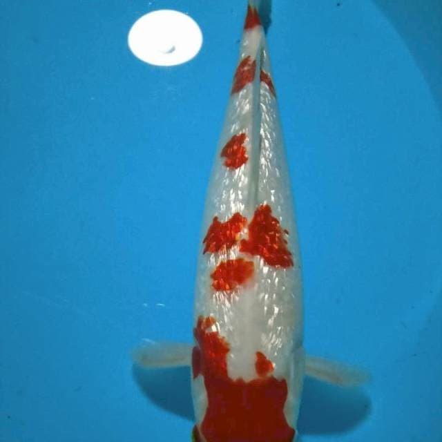 Kohaku gindrin 32 cm