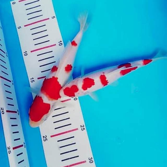Strong kohaku