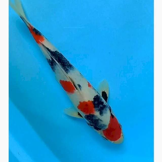 Showa