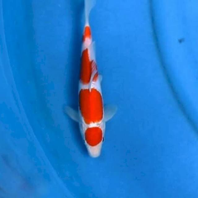 Maruten kohaku 25bu