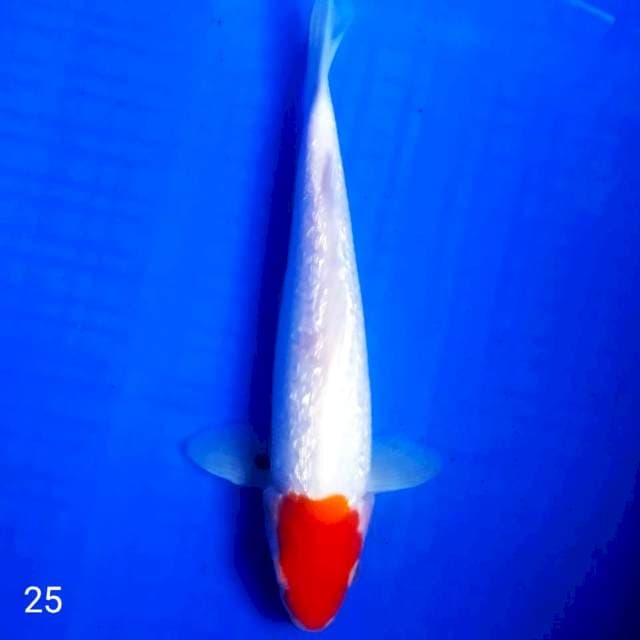 •tc kohaku ginrin 25cm