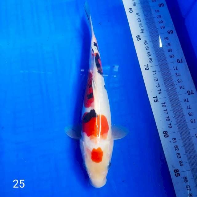 •marten sanke SISIK NAGA 25cm