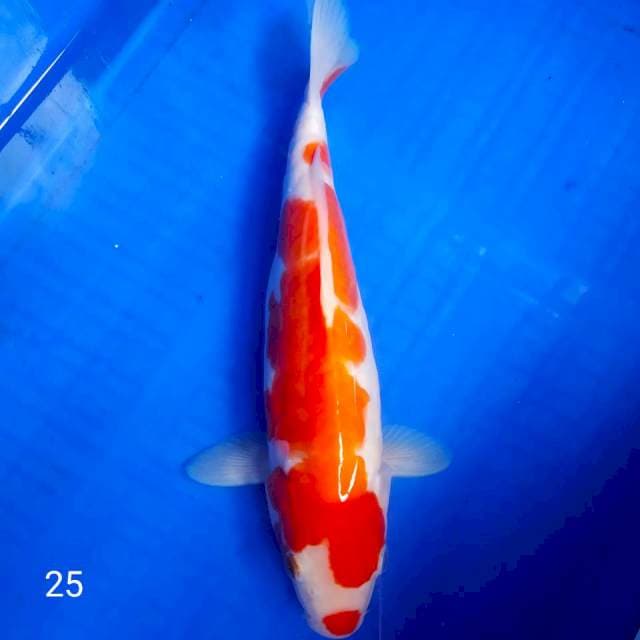 •kohaku doitsu 25cm