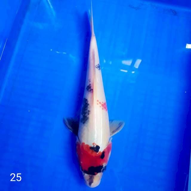 •showa TATEGOI 26cm