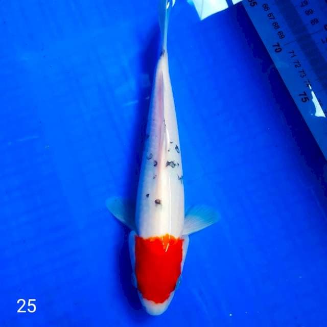 •tc beni matsukawa 25cm