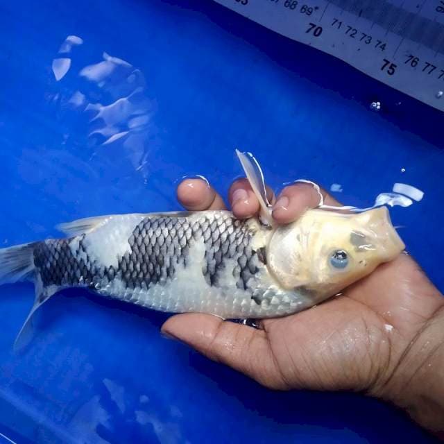 •shiro TATEGOI 27CM