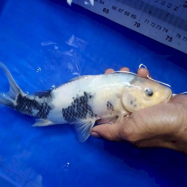 •shiro TATEGOI 27CM