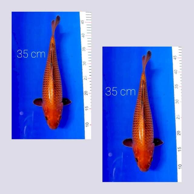 Bulky tembaga 35 cm