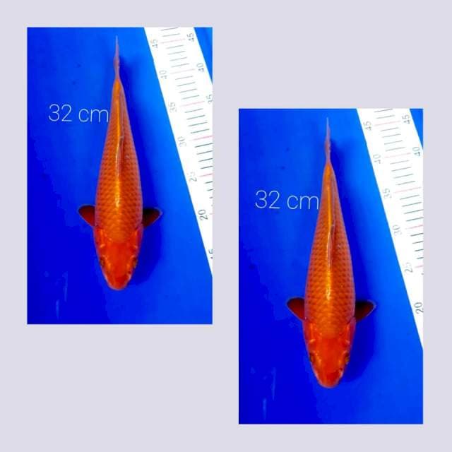 Bulky tembaga 32 cm