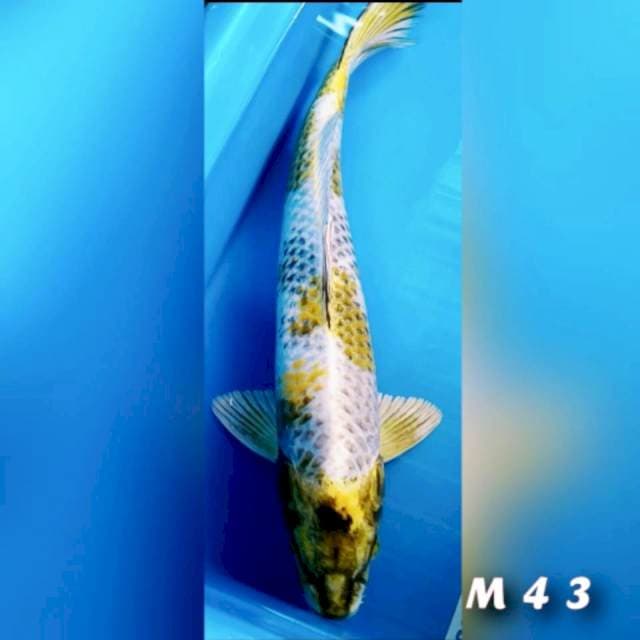 Kinsowa m43
